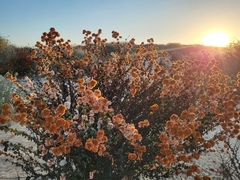 Eriogonum parvifolium