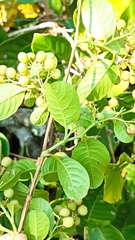Davilla