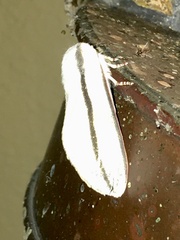 Giacomellia bilineata