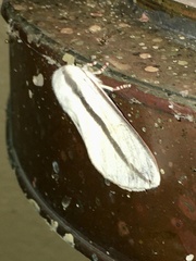 Giacomellia bilineata