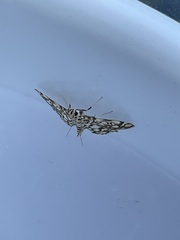 Lygropia rivulalis