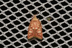 Lophopepla igniferella