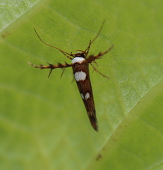 Stathmopoda triselena