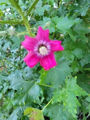 Malva assurgentiflora