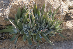 Dudleya saxosa collomiae
