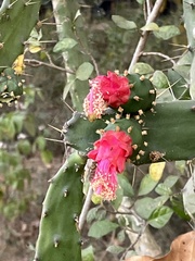 Opuntia dejecta