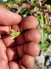 Salpichroa tristis