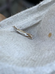 Crambus bidens