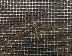 Leptotarsus parallelus