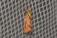 Crepidosceles chryserythra