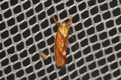 Crepidosceles chryserythra