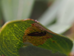 Agrilus hypoleucus