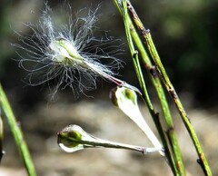 Comesperma defoliatum