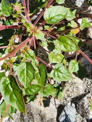 Salpichroa tristis