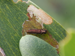 Agrilus hypoleucus