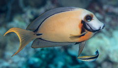 Acanthurus pyroferus