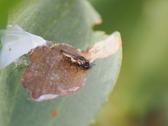 Agrilus hypoleucus