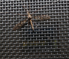 Leptotarsus parallelus