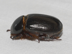 Ligyrus relictus