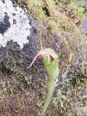 Pterostylis decurva