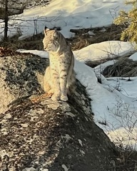 Lynx