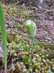 Pterostylis decurva