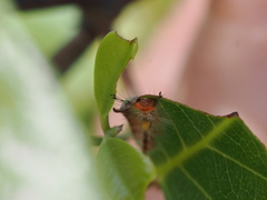 Orgyia australis