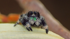 Phidippus regius