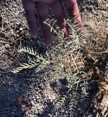 Astragalus bolanderi