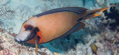 Acanthurus pyroferus