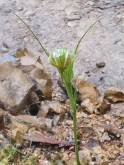 Pterostylis decurva