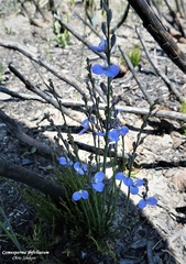 Comesperma defoliatum