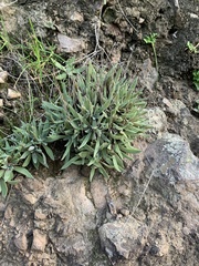 Dudleya virens