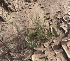 Oligomeris linifolia