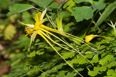 Aquilegia longissima