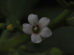 Myoporum boninense