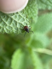 Ixodes pacificus