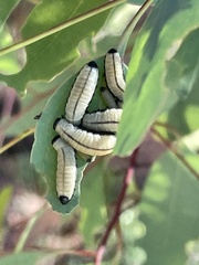 Paropsisterna cloelia