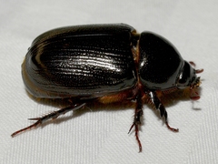 Ligyrus relictus