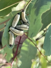 Paropsisterna cloelia