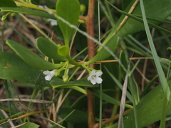 Myoporum boninense