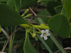 Myoporum boninense