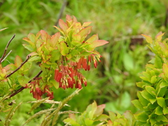 Vaccinium cylindraceum