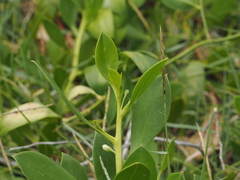 Myoporum boninense