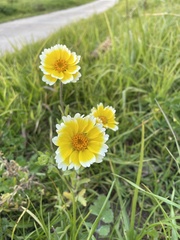 Layia platyglossa