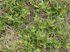 Myoporum boninense
