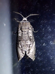 Culama australis