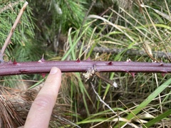 Rubus bifrons