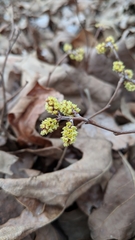 Rhus aromatica aromatica