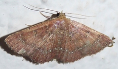 Cerynea punctilinealis